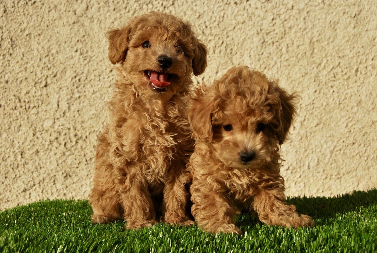 Caniche