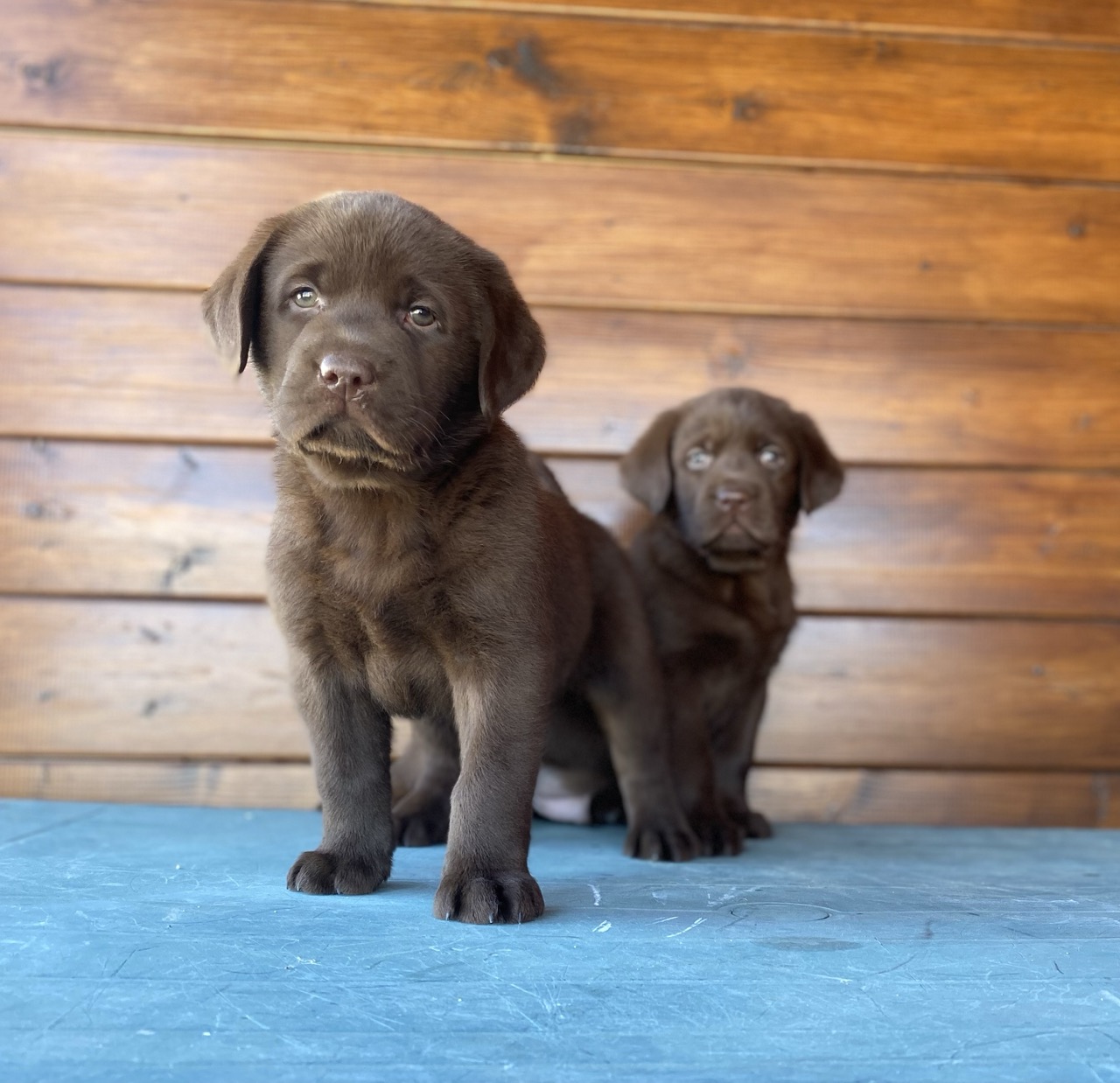 Labrador Retriever