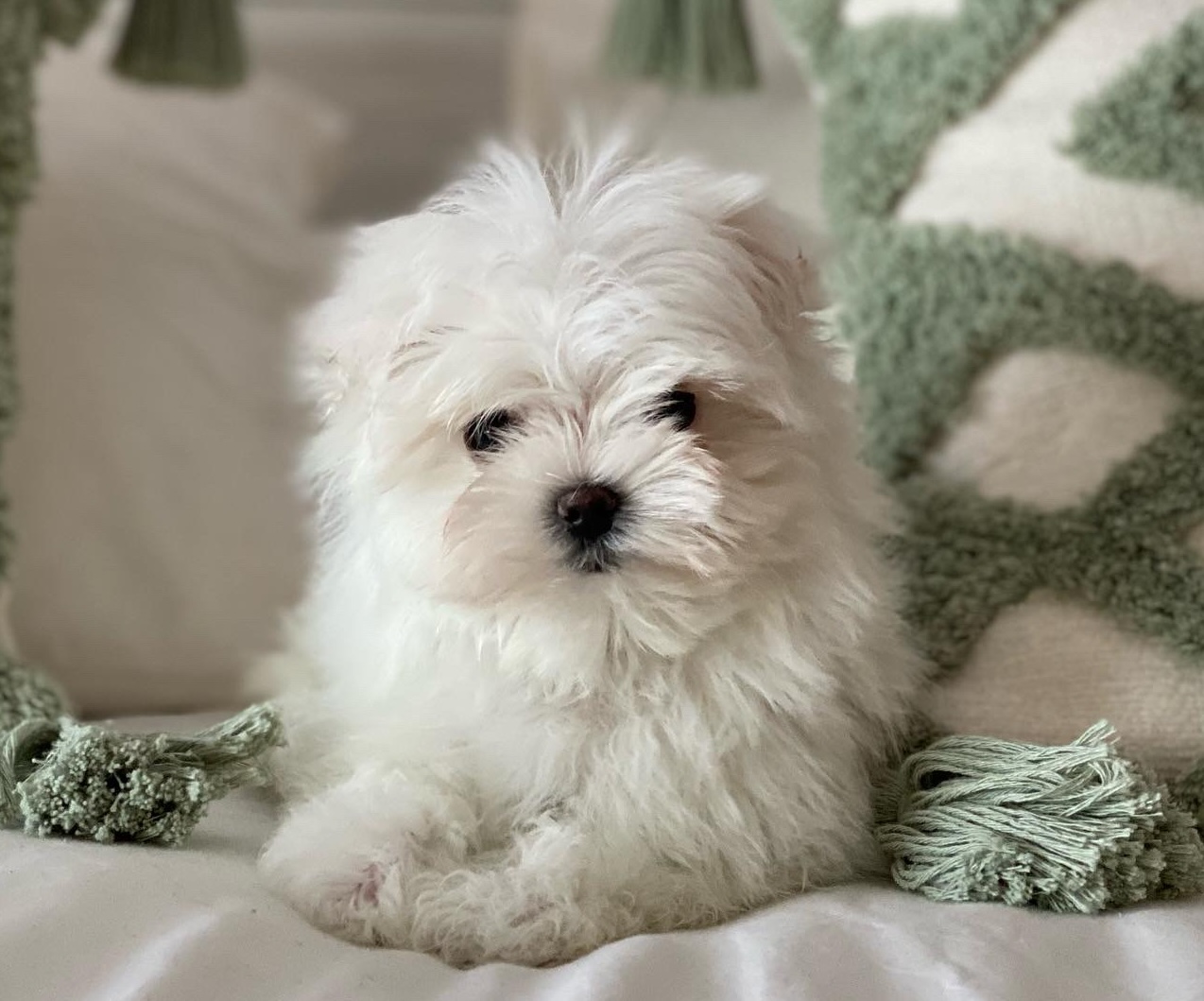 Bichón Maltés