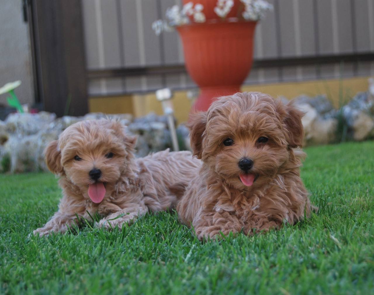 Maltipoo