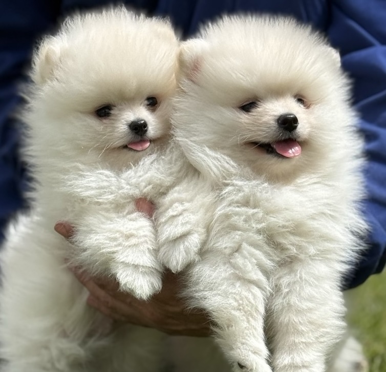 Pomerania