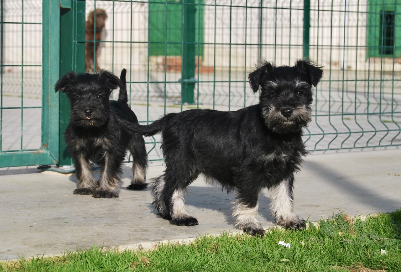 Schnauzer Miniatura