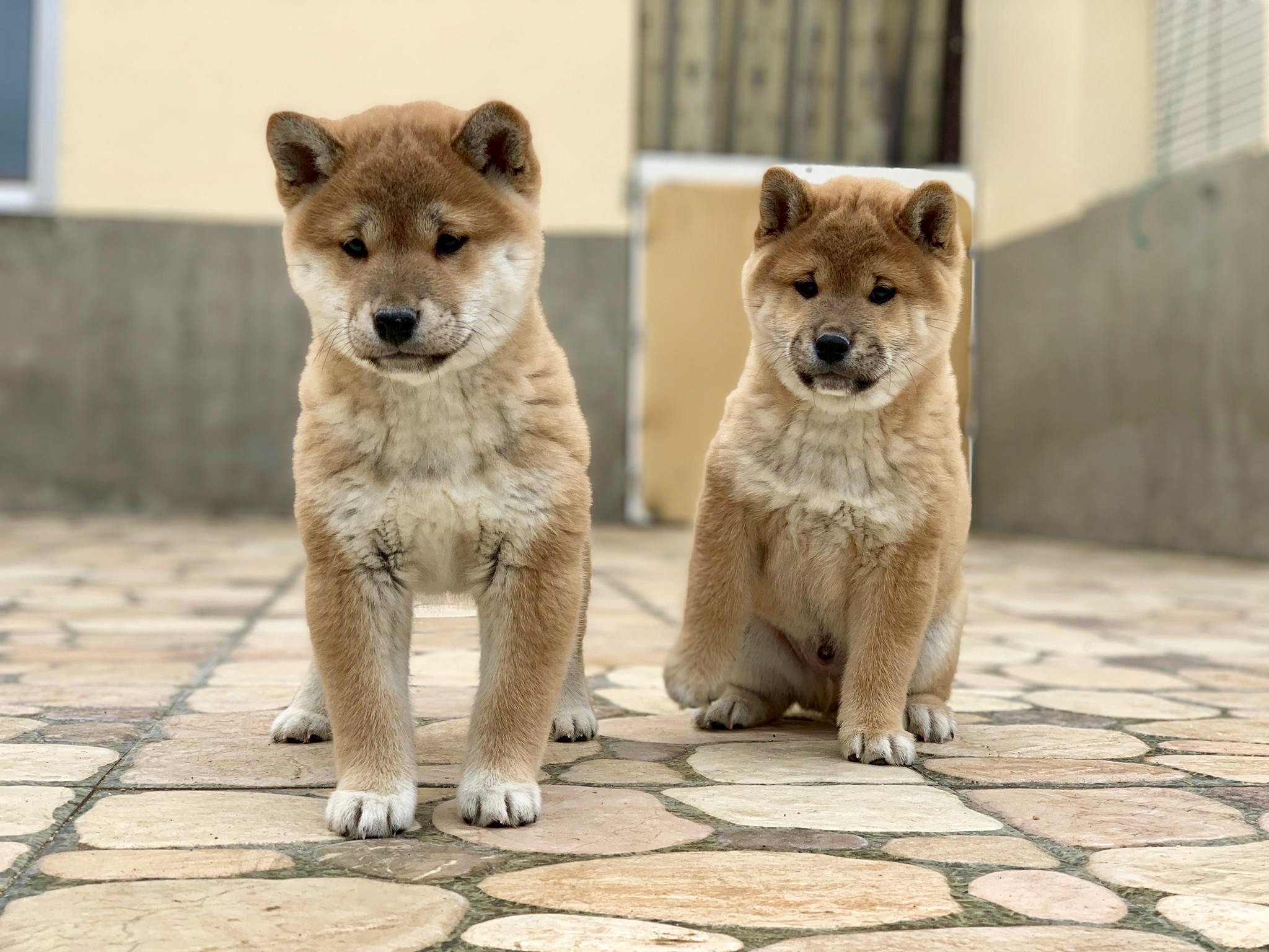 Shiba Inu